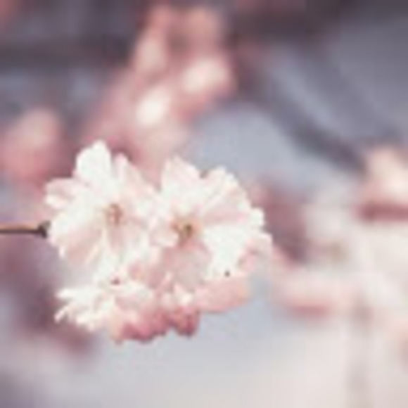 Meet your Posher, Katelynn - Picture 1 of 1